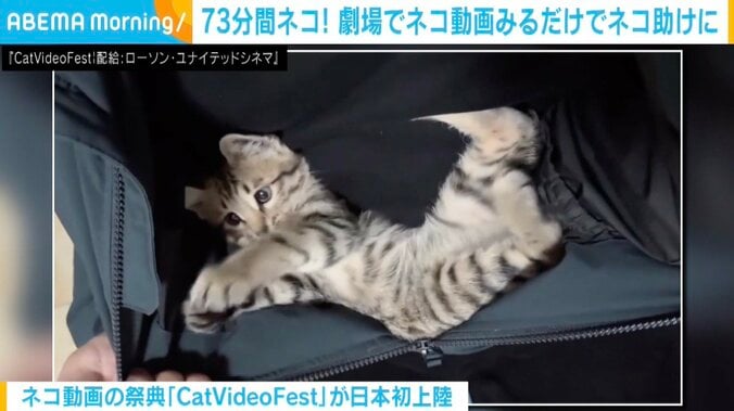 『CatVideoFest』