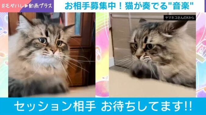 サイベリアンのヤマネコくん