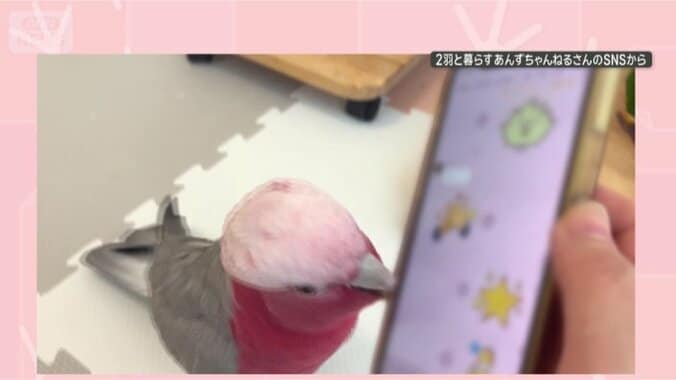 スマホ返して…