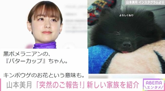 山本美月、新たにふわふわワンコを迎え入れ「黒ポメ姉妹をよろしくお願い致します」 1枚目