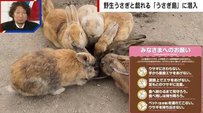 【写真・画像】「地図から消された島」がSNSで話題の「うさぎ島」へ 毒ガスの実験動物として使われた悲しい歴史も　1枚目