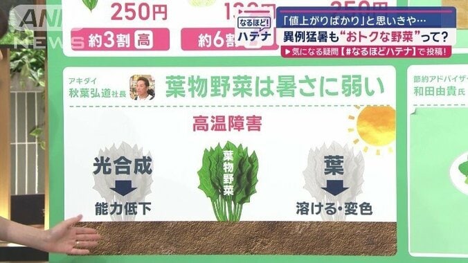 葉物野菜は暑さに弱い