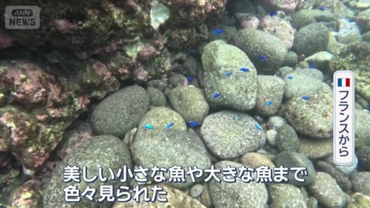浅瀬に魚がいる
