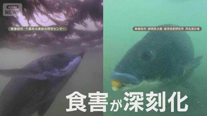 “厄介者”クロダイ おいしく食べて被害軽減 雑食でかむ力強くアサリ・ノリ食害深刻化