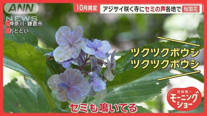 “季節外れの異変”宮崎で線状降水帯発生　関東ではアジサイ・桜・セミの声も