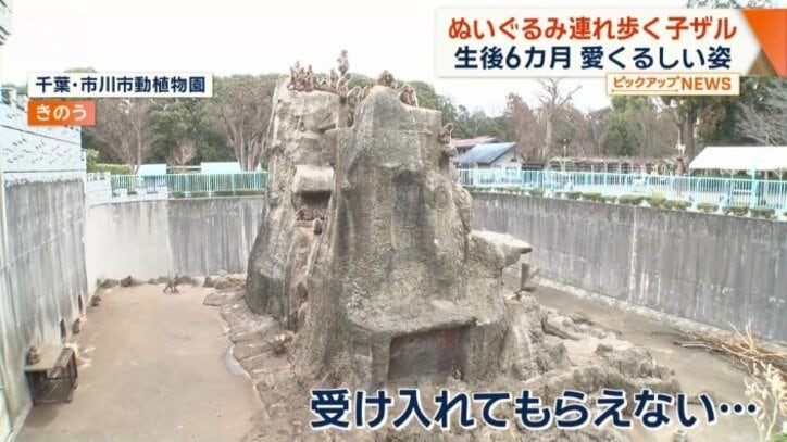 群れのサルに受け入れてもらえず