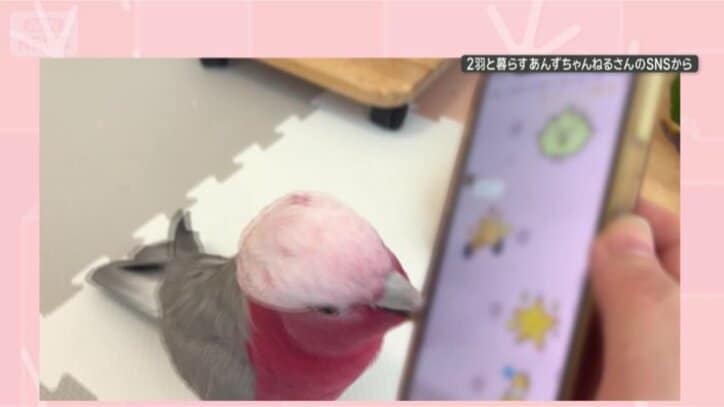 スマホ返して…
