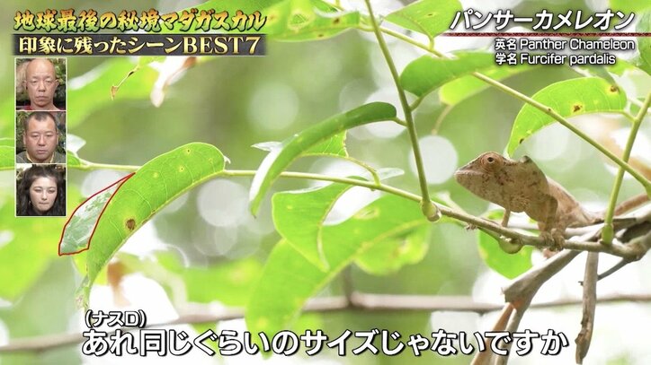 「ふざけんな!」ナスD、ロケ撮影中にブチギレ! スタッフにマウント取られ“カメレオン愛”が沸騰