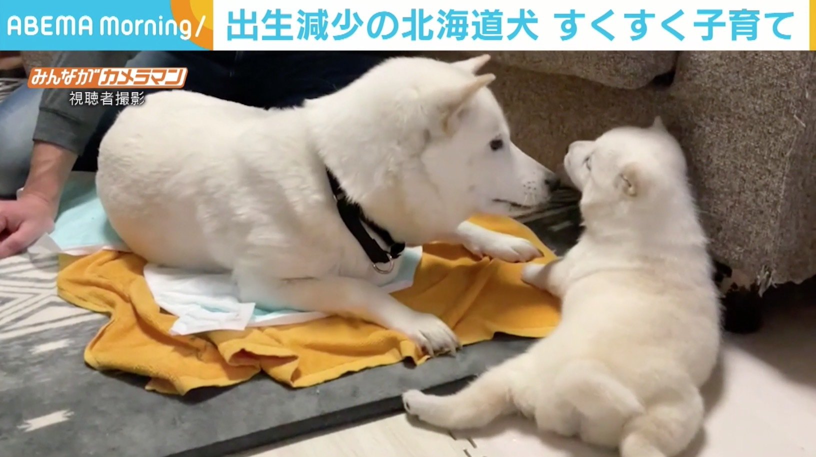 Cmの お父さん でおなじみの北海道犬 子育ての姿に反響 シロクマみたい もふりたい 話題 Abema Times