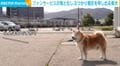 ファンサの鬼と化した柴犬…ぶつかり稽古を申し出る様子に「いいなあ…羨ましい!」「まんまるでかわいすぎw」など反響