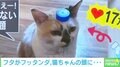 奇跡が起きても動じニャい? 頭にペットボトルキャップを乗せた猫が可愛いすぎる