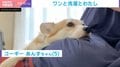 家事をお手伝い？飼い主の足元にペタリと寄り添うコーギーの姿に「足よけられないですね」と反響