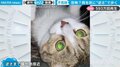 エッ、逆さま！？ 奇妙な体勢で急接近する猫が「まるでエクソシスト」と話題