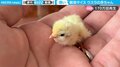 わずか親指サイズ ウズラの赤ちゃんに「可愛すぎてスマホを持つ手が震えた」驚きの声