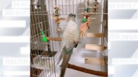 【映像】無計画すぎて宙づりになるインコ