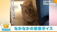 【映像】「なんやその声ｗ」おもちゃの音に“おじさんみたいな重低音”で反応するネコ