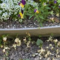 かとうかず子『こんばんは まだ名古屋です』