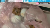 【映像】食用のはずが…現在の驚きの姿