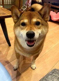 尾形あい『愛されすぎる男』