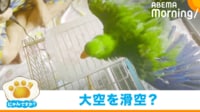 【映像】優雅に羽根を広げて身体を乾かすインコ（同居する鳥が冷ややかに見る姿も）
