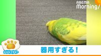 【映像】数秒でクリップをほどくインコ