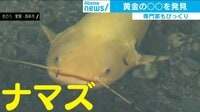 優雅に泳ぐ“黄金のナマズ”