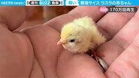 【映像】親指サイズのウズラの赤ちゃん
