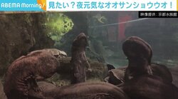 “生きた化石”オオサンショウウオを記念日の夜に生配信へ 注目は約20分間に1回の呼吸音
