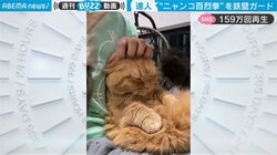 「燃え尽きてるｗ」ケンカを終えた猫がぐったり…“短い”前足でガード＆猫パンチの結末に反響