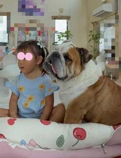 北斗晶、孫・寿々ちゃんと愛犬の“陣地取り”の様子を公開「完全に占領されちゃってます」