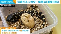 猛毒ゆえに希少…iZooが“メキシコドクトカゲ”繁殖に取り組む理由