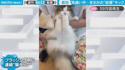 ネコキックを華麗に自爆 自分の顔に連続ヒットで意気消沈の猫に「間違えて蹴っちゃうのも可愛すぎる」と反響の声