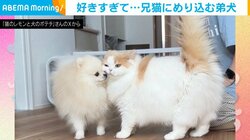 兄猫が好きすぎる弟犬 “距離感バグってる”愛情表現に「かわいいの極み」「犬も猫吸いするんやw」と反響