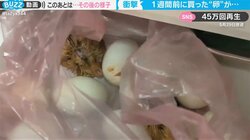食用の卵が1週間で続々と孵化 追跡取材で驚きの展開に「無限増殖状態」と反響