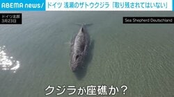 専門家「取り残されているわけではない」ザトウクジラが浅瀬で見つかる 誘導失敗も手を出さず見守り続ける ドイツ