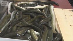 ウナギ全種の規制案を否決　反対100、賛成35　日本が主導し各国説得