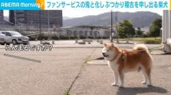ファンサの鬼と化した柴犬…ぶつかり稽古を申し出る様子に「いいなあ…羨ましい！」「まんまるでかわいすぎw」など反響