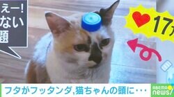 奇跡が起きても動じニャい? 頭にペットボトルキャップを乗せた猫が可愛いすぎる