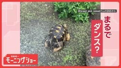 俊敏ダンス！　水を浴びると…激しくおしりフリフリするカメさん　喜びの舞！？