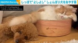 しっぽであやす猫 散歩に行けずしょんぼりする犬の頭を“ポンポン”と励ます姿にほっこり