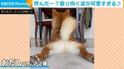 「呼んだ～？」無防備な柴犬の振り向き顔にキュン！ 「反則級の可愛さ」「なんてキュートなお尻」と反響
