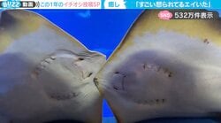 「すごい怒られてるエイいた」水族館で遭遇した“お説教シーン”に「上司とやらかした部下w」「思った2倍くらい怒られてて草」