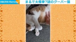 「まるで太極拳？」お腹をさすられ肉球を“グーパー”するネコに反響
