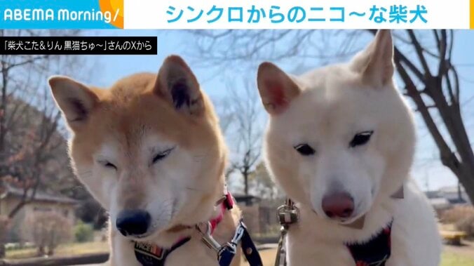 柴犬の小太郎くんと凛太郎くん