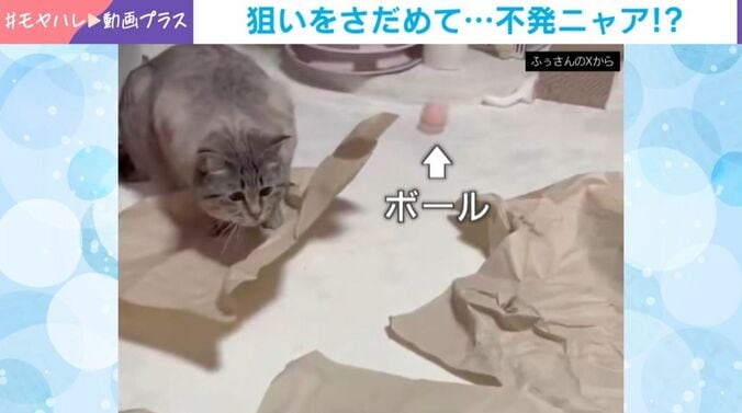 ふぅちゃん
