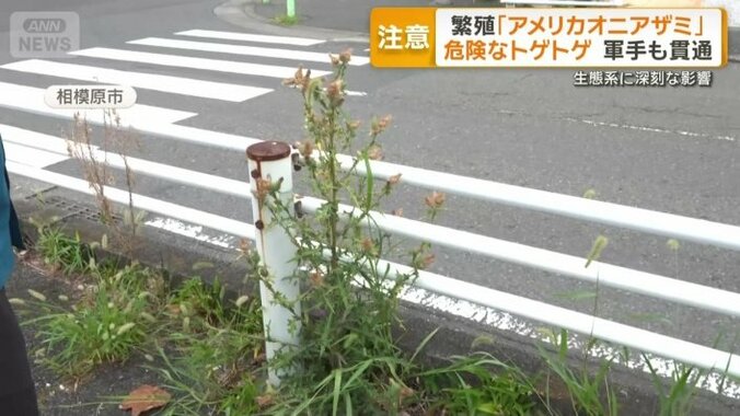 市街地でも見られる