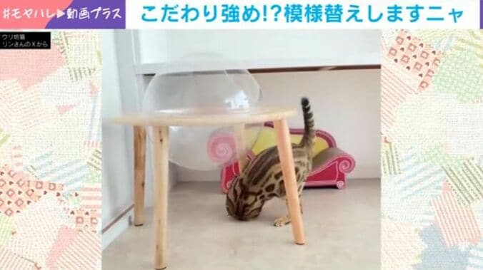 猫のリンちゃん
