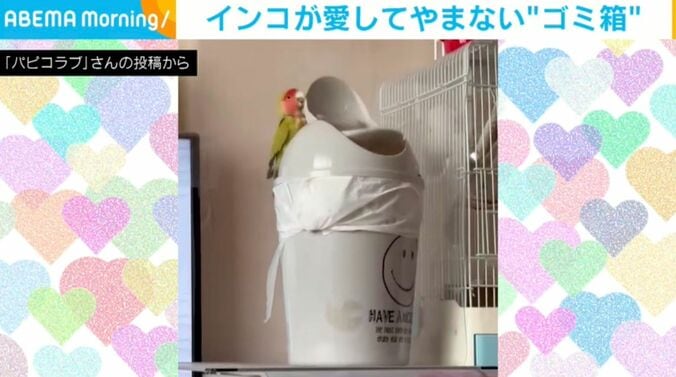 コザクラインコのラブちゃん