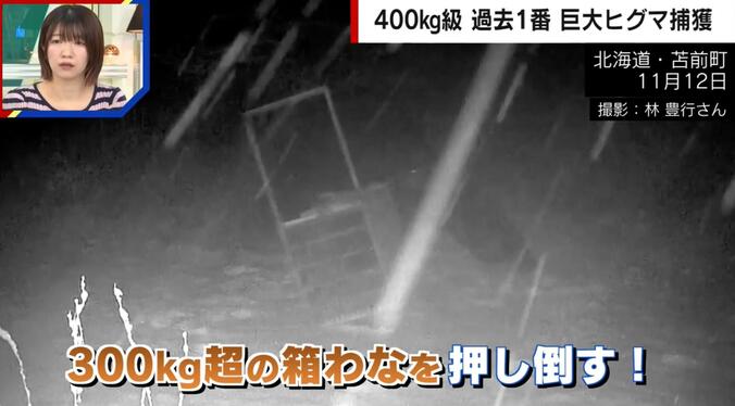 300kg超の箱ワナを押し倒すクマ