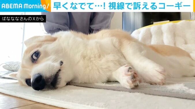 コーギーのあんずちゃん